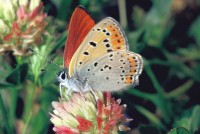 Lycaena thersamon