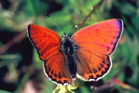 Lycaena thersamon