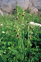 Ophrys mammosa