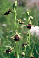 Ophrys mammosa