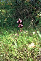 Ophrys ferrum-equinum