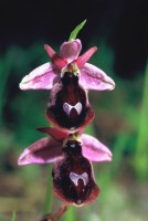 Ophrys ferrum-equinum