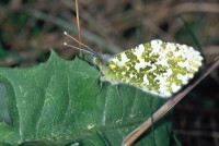 Anthocharis cardamines