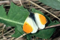 Anthocharis cardamines