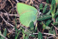 Callophrys rubi