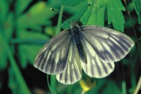 Pieris bryoniae