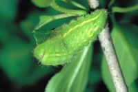 Satyrium spini