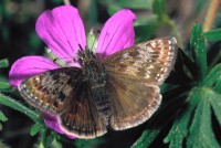 Erynnis tages