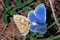 Lysandra bellargus