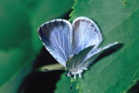 Celastrina argiolus