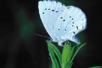 Celastrina argiolus