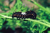 Papilio machaon