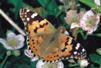 Vanessa cardui