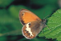 Coenonympha arcania