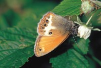 Coenonympha arcania