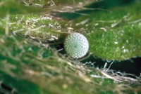 Celastrina argiolus