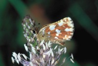 Spialia sertorius