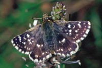 Spialia sertorius