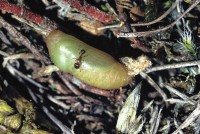 Agrodiaetus damon