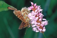 Proclossiana eunomia