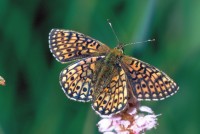 Proclossiana eunomia