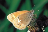 Coenonympha glycerion