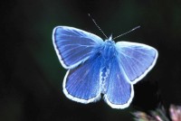 Polyommatus icarus