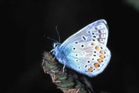 Polyommatus icarus