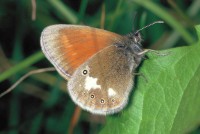 Coenonympha glycerion