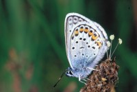 Plebejus argus