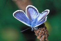 Plebejus argus