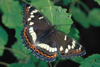 Limenitis populi