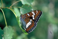 Limenitis populi