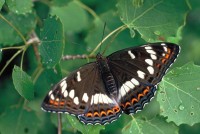 Limenitis populi