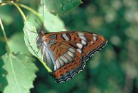 Limenitis populi