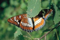 Limenitis populi