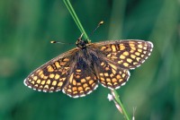 Mellicta athalia
