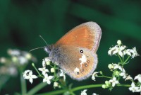 Coenonympha glycerion