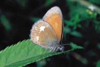 Coenonympha glycerion