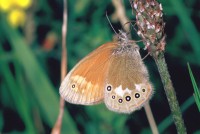 Coenonympha glycerion