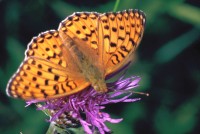 Mesoacidalia aglaja