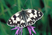 Melanargia galathea