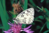 Melanargia galathea