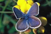 Plebejus argus