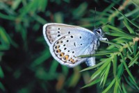 Plebejus argus