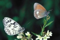 Melanargia galathea