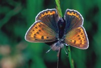 Lycaena hippothoe