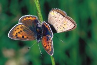 Lycaena hippothoe