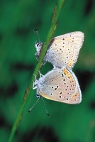 Lycaena hippothoe