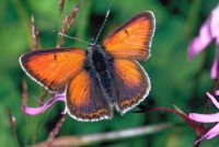 Lycaena hippothoe